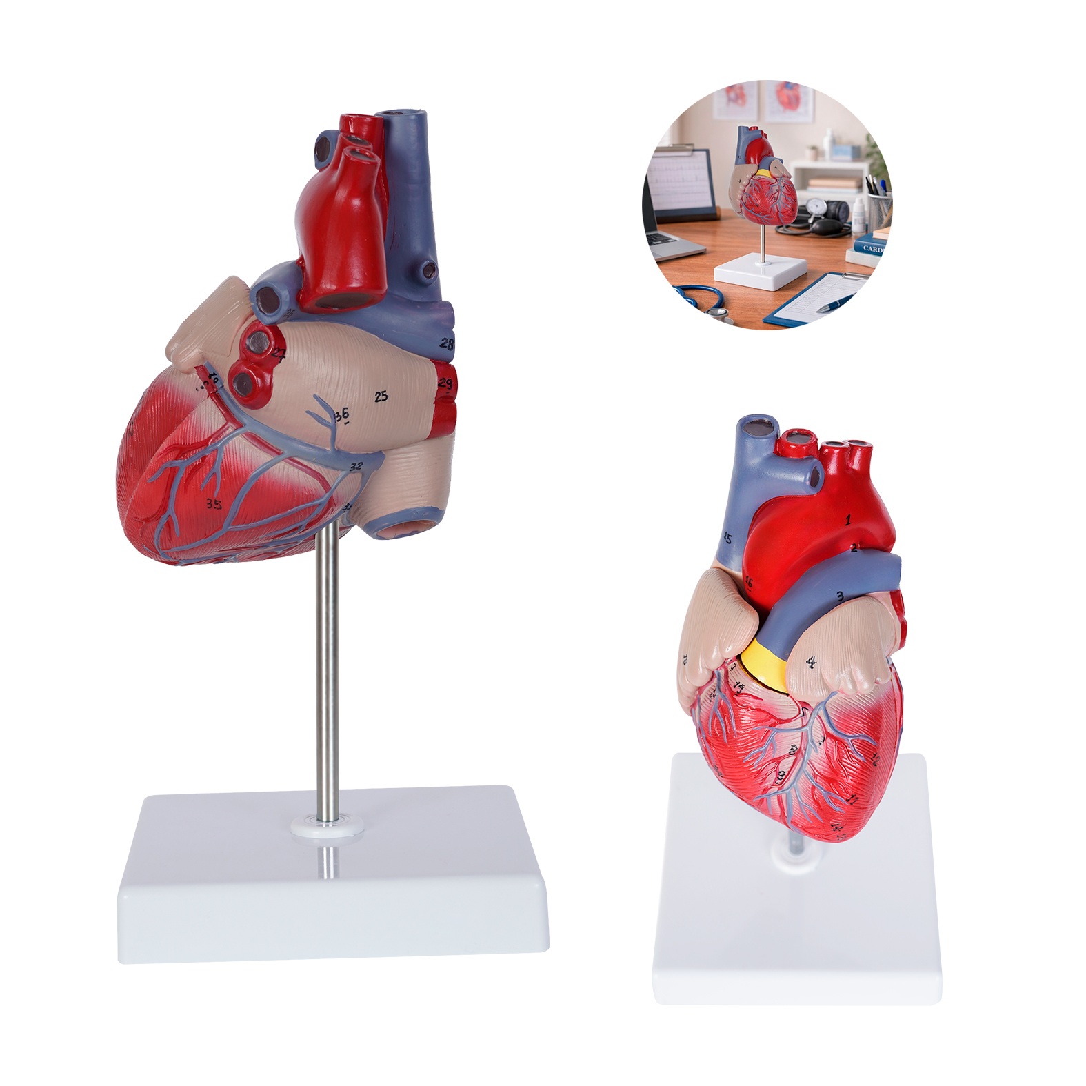 CARDIO personalizado